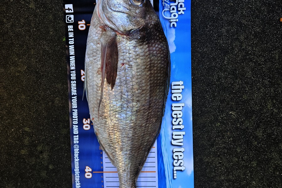 Nick Jones caught this 49.0cm Tarakihi at East Cape during The Export NZ Fishing Competition