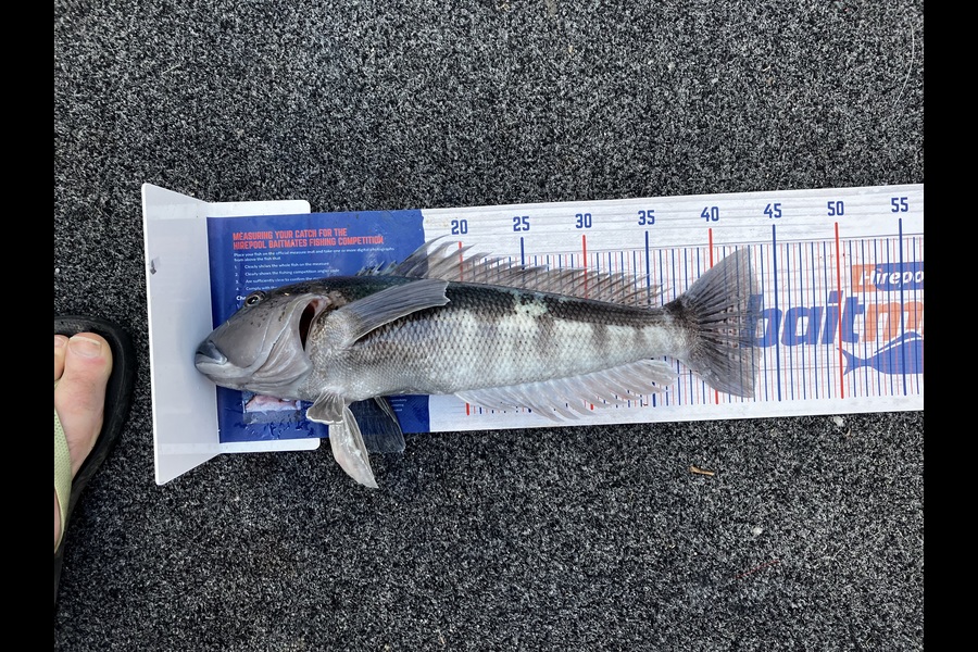 Julius Kolk caught this 43.5cm Blue Cod at Nelson/Marlborough during The Export NZ Fishing Competition