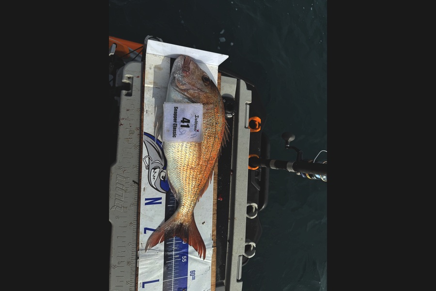 Mark Ray caught this 48.5cm Snapper at Bay of Plenty during The Export NZ Fishing Competition