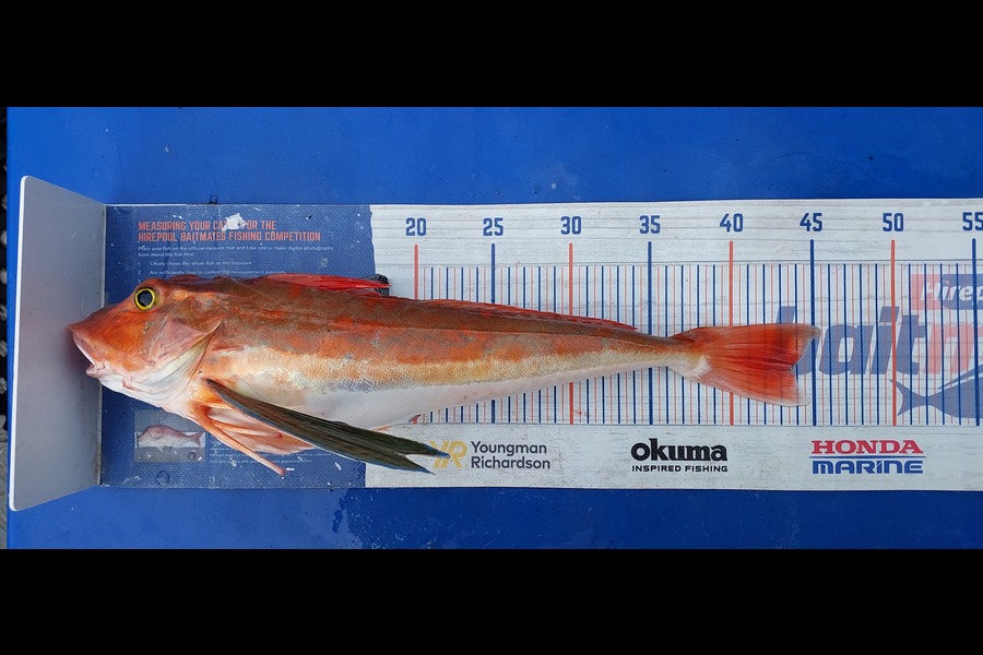 Sarah Jolliffe caught this 43.5cm Gurnard at Auckland during The Export NZ Fishing Competition