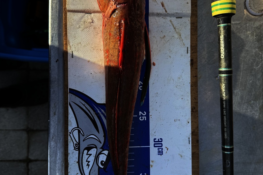 Mark Ray caught this 42.0cm Gurnard at Bay of Plenty during The Export NZ Fishing Competition