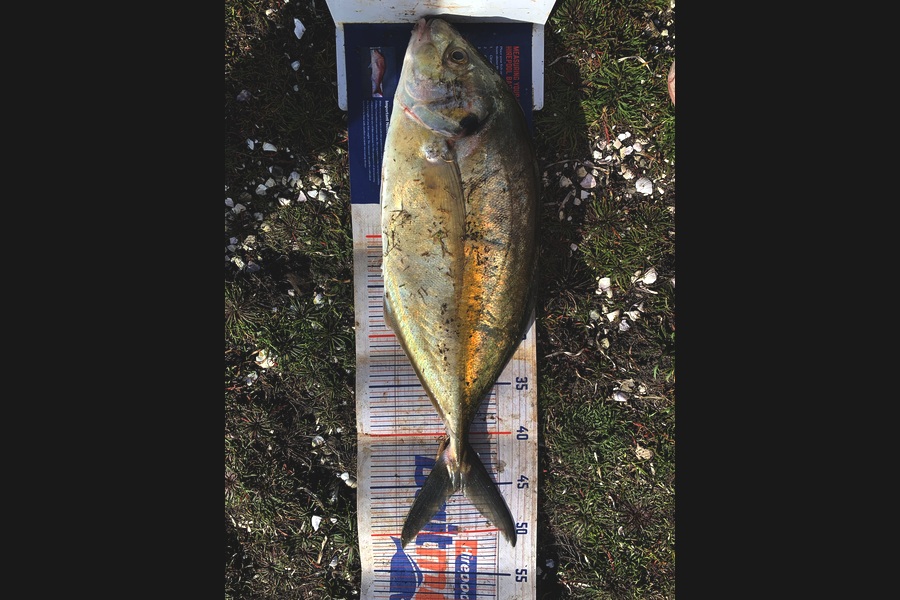 Rosie Phillips caught this 45.0cm Trevally at Northland during The Export NZ Fishing Competition