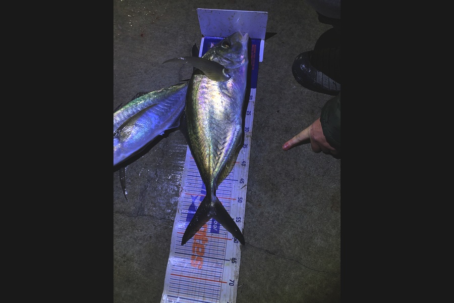 Craig Nelder caught this 55.0cm Trevally at Northland during The Export NZ Fishing Competition