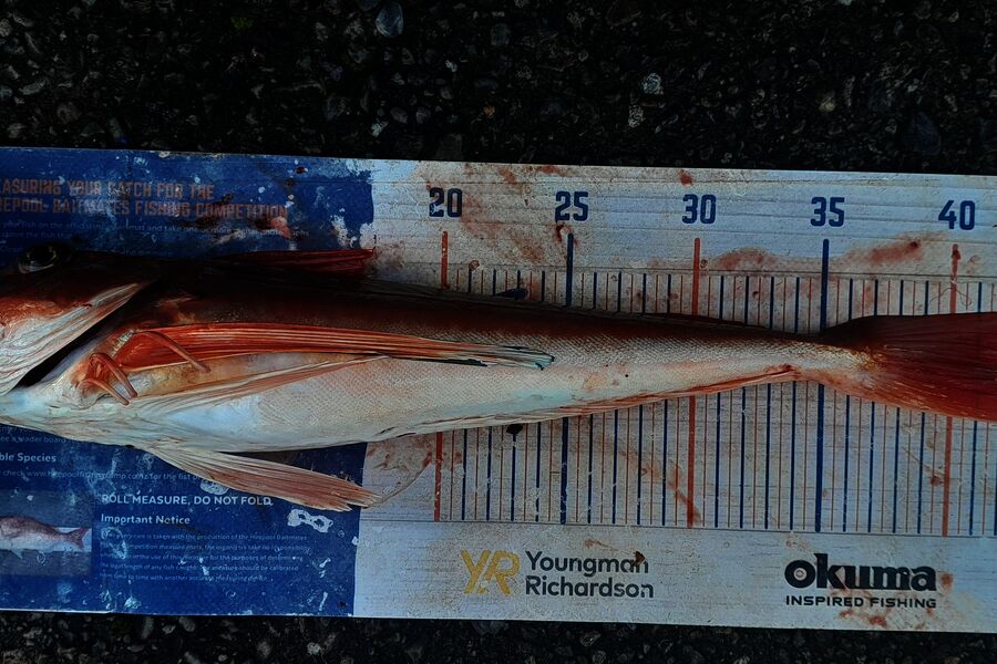Leigh Page caught this 41.5cm Gurnard at Wellington during The Export NZ Fishing Competition