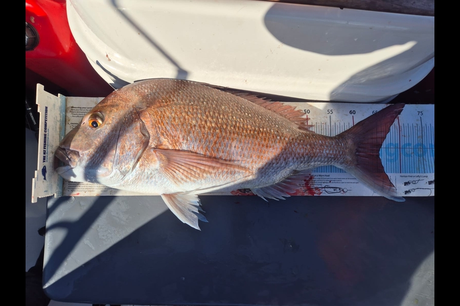 Darren Bugg caught this 65.5cm Snapper at Auckland during The Export NZ Fishing Competition