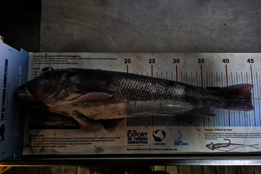 Jordan Boyd caught this 44.5cm Blue Cod at Wellington during The Export NZ Fishing Competition