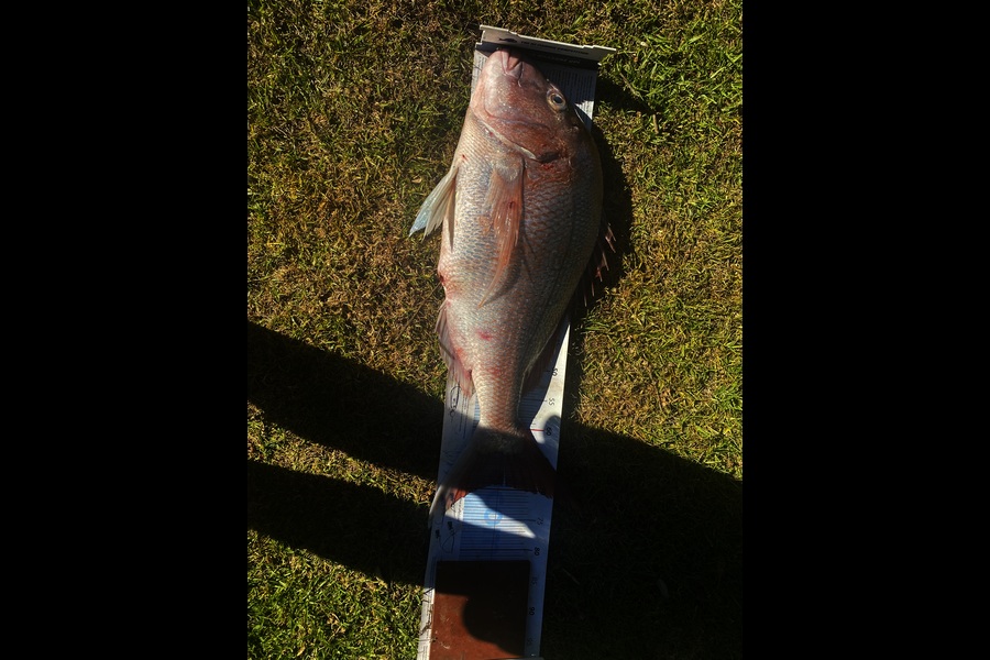 Shane MacRae caught this 69.5cm Snapper at Taranaki during The Export NZ Fishing Competition