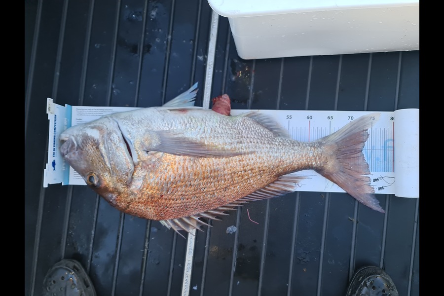 Scott Bassett caught this 72.5cm Snapper at Wellington during The Export NZ Fishing Competition