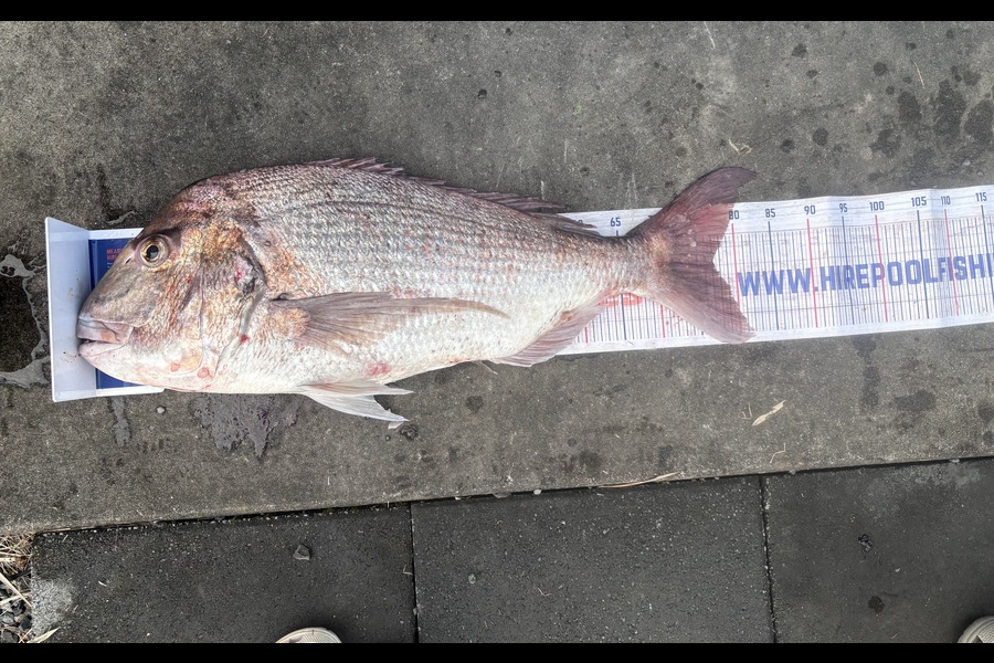 Percy  Cooper caught this 77.0cm Snapper at Northland during The Export NZ Fishing Competition