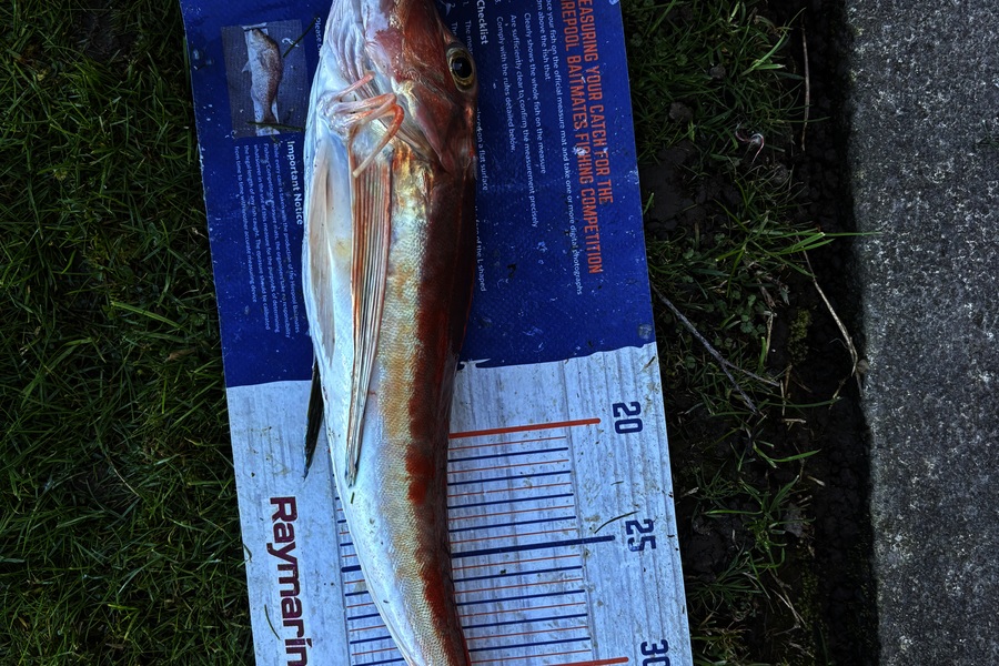 Matt  King  caught this 38.5cm Gurnard at Hawkes Bay during The Export NZ Fishing Competition