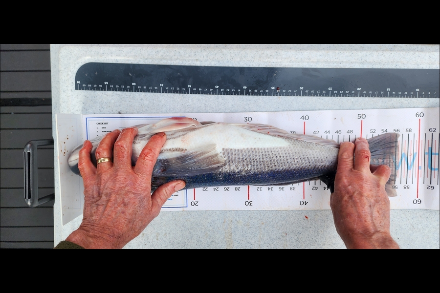 Lachlan Haddon caught this 56.5cm Blue Cod at Otago during The Export NZ Fishing Competition