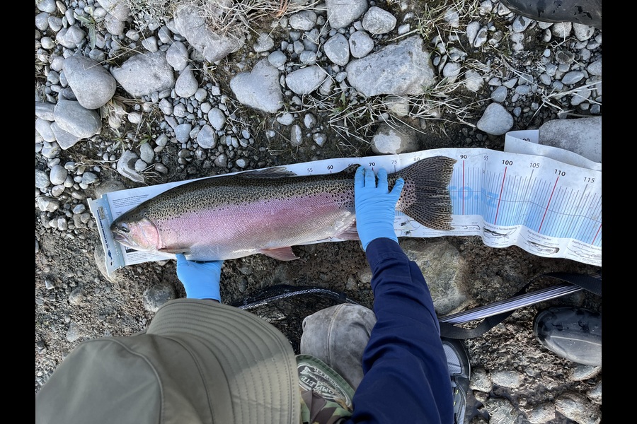 John Button caught this 87.0cm Trout at Canterbury during The Export NZ Fishing Competition