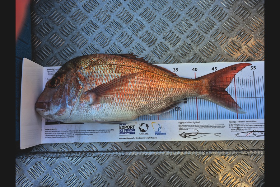 Nigel Alexander caught this 47.5cm Snapper at Bay of Plenty during The Export NZ Fishing Competition