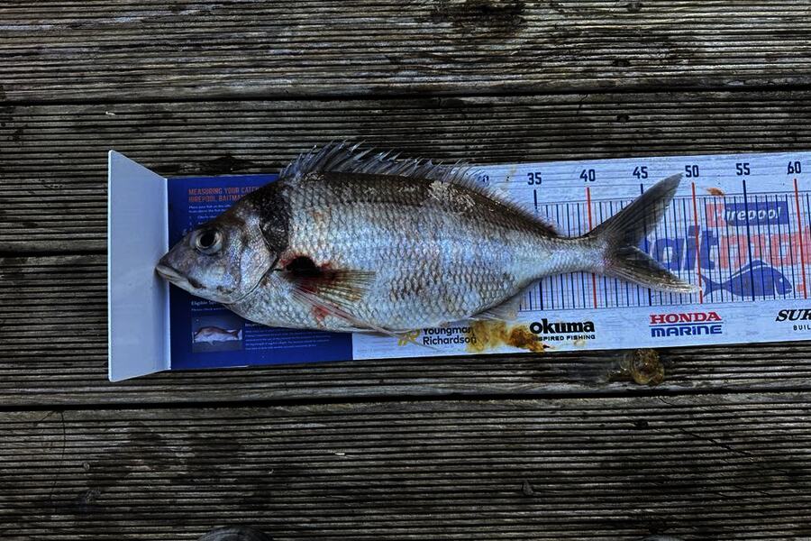 Andrew Froome caught this 44.0cm Tarakihi at Taranaki during The Export NZ Fishing Competition