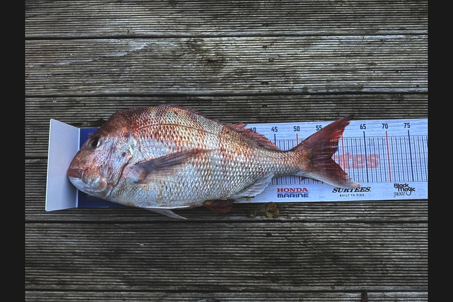 Andrew Froome caught this 57.0cm Snapper at Taranaki during The Export NZ Fishing Competition
