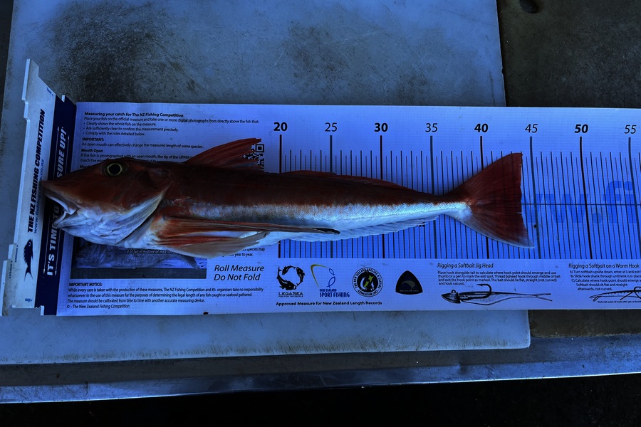 Heta Smith caught this 43.5cm Gurnard at Taranaki during The Export NZ Fishing Competition