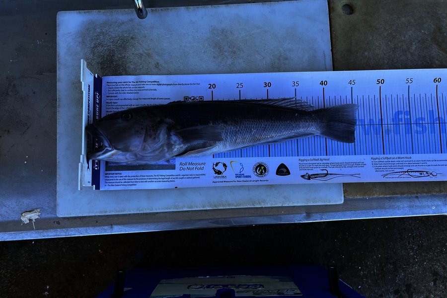 Heta Smith caught this 45.0cm Blue Cod at Taranaki during The Export NZ Fishing Competition