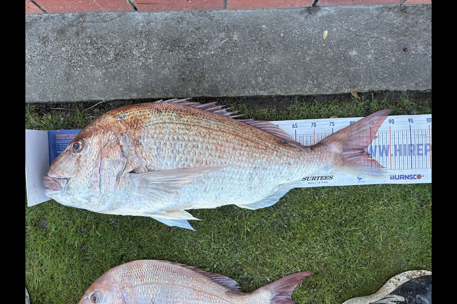 Denis Edmondson caught this 83.5cm Snapper at Hawkes Bay during The Export NZ Fishing Competition