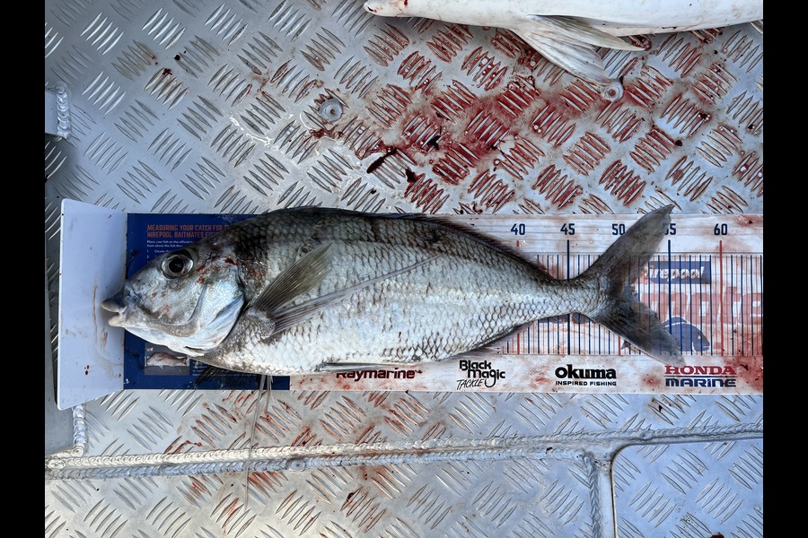 Paul Olson caught this 51.0cm Tarakihi at Wellington during The Export NZ Fishing Competition