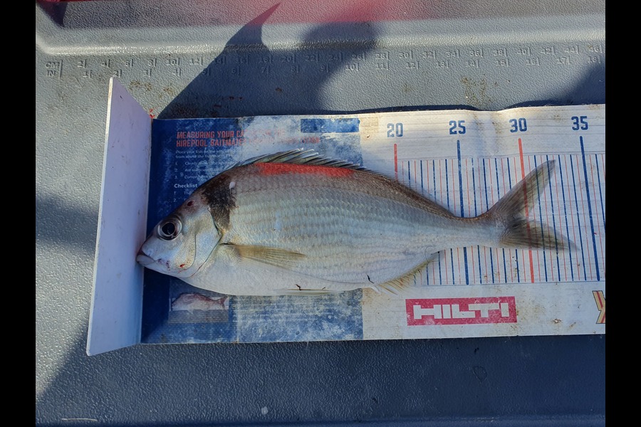 Dan Musson caught this 30.0cm Tarakihi at Wellington during The Export NZ Fishing Competition