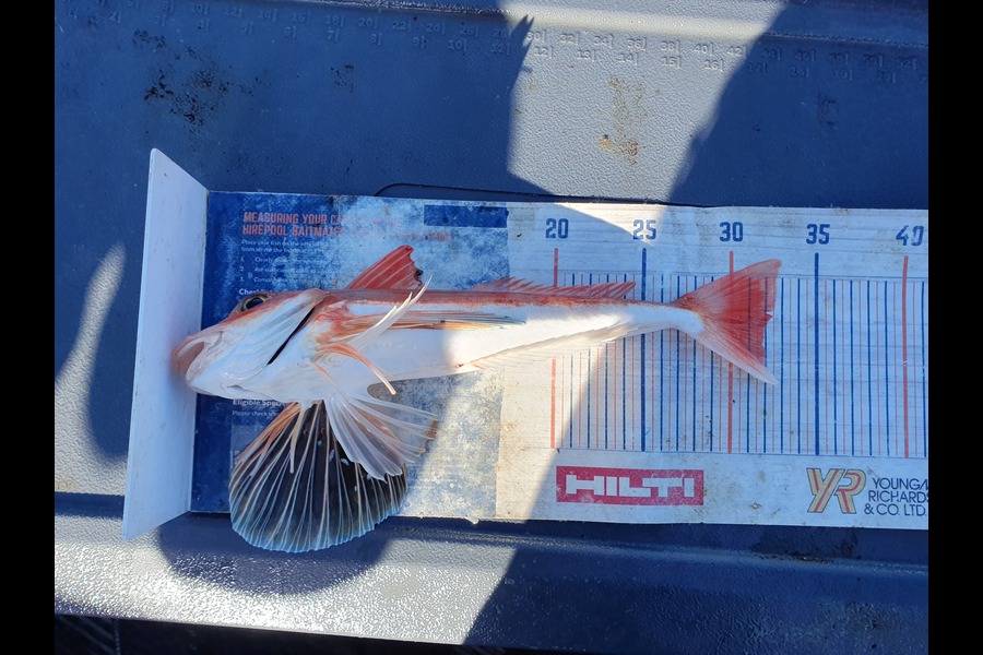 Dan Musson caught this 32.0cm Gurnard at Wellington during The Export NZ Fishing Competition