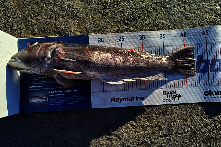 Tracy Holland caught this 42.0cm Blue Cod at Nelson/Marlborough during The Export NZ Fishing Competition