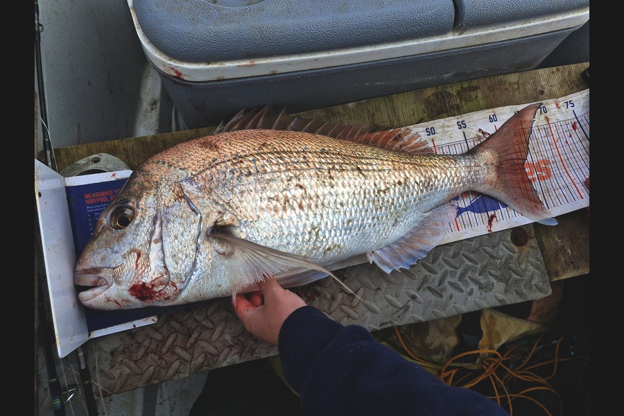 Rosie Phillips caught this 63.0cm Snapper at Northland during The Export NZ Fishing Competition