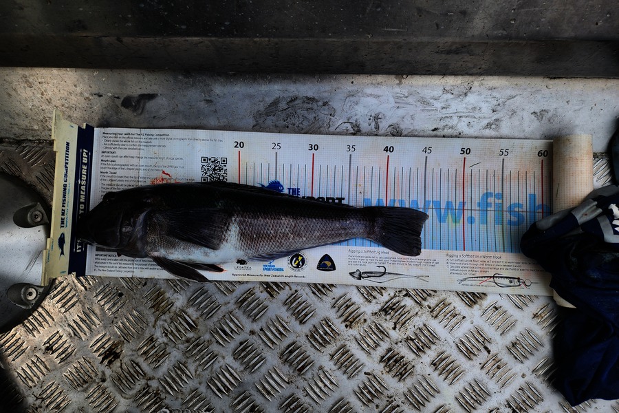 Kieran  Rawlinson caught this 44.0cm Blue Cod at Wellington during The Export NZ Fishing Competition