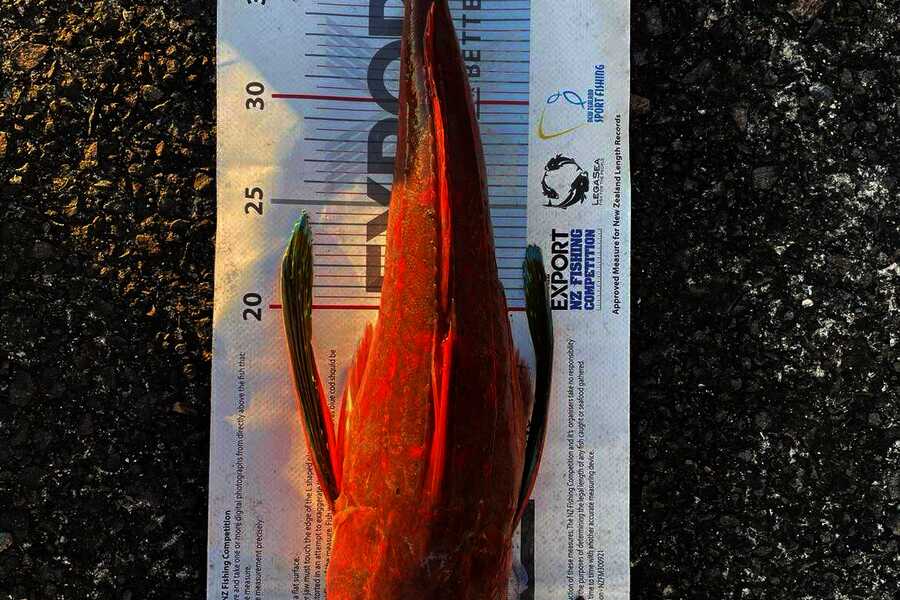 Cameron Chow caught this 43.0cm Gurnard at Bay of Plenty during The Export NZ Fishing Competition