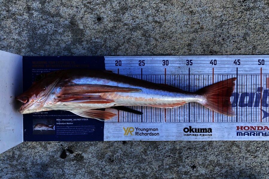 Steve Fraser caught this 43.5cm Gurnard at Taranaki during The Export NZ Fishing Competition