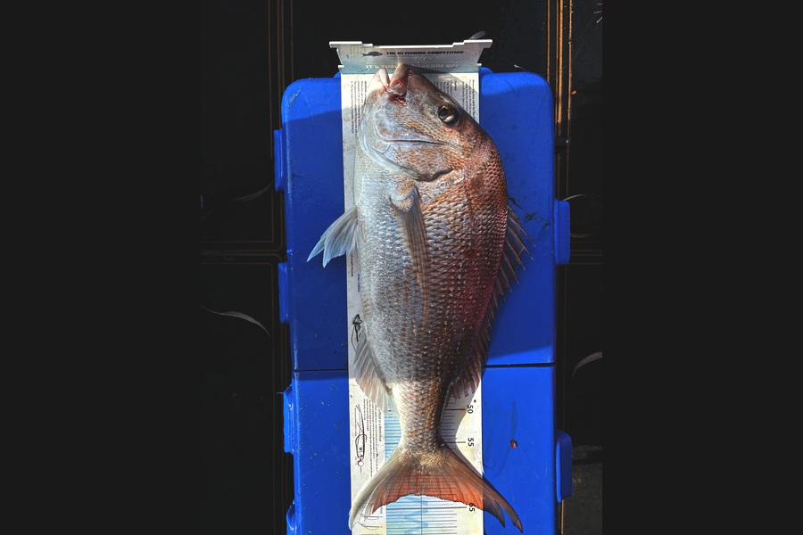 Tanya Canning caught this 63.0cm Snapper at Manawatu during The Export NZ Fishing Competition