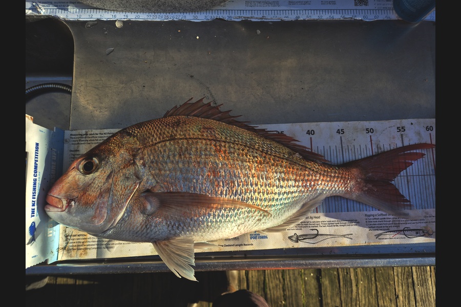 Jordan Boyd caught this 52.0cm Snapper at Wellington during The Export NZ Fishing Competition
