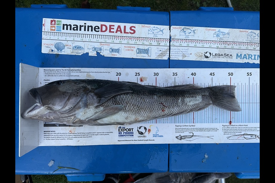 Jonny Harman caught this 51cm Blue Cod at Canterbury during The Export NZ Fishing Competition