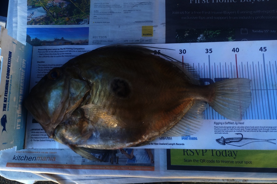 Kyle Richmond caught this 42.0cm John Dory at Auckland during The Export NZ Fishing Competition