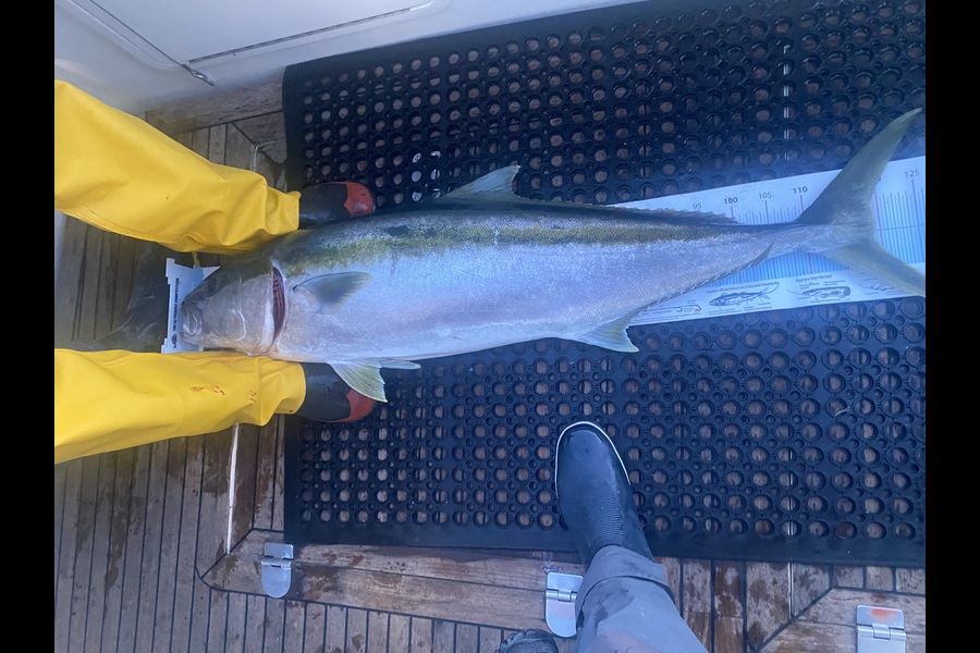 Ian Bannan caught this 119.5cm Kingfish at Bay of Plenty during The Export NZ Fishing Competition