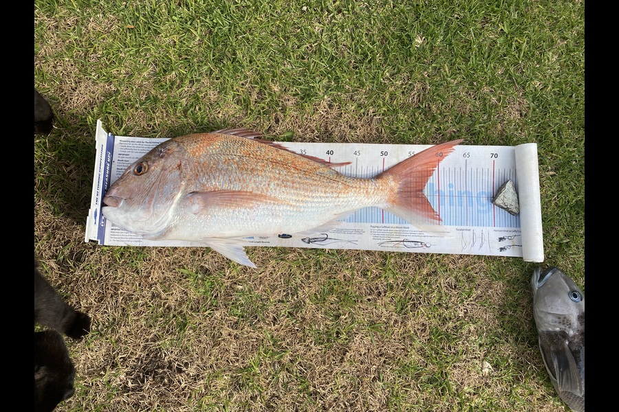 Shane MacRae caught this 57.0cm Snapper at Taranaki during The Export NZ Fishing Competition