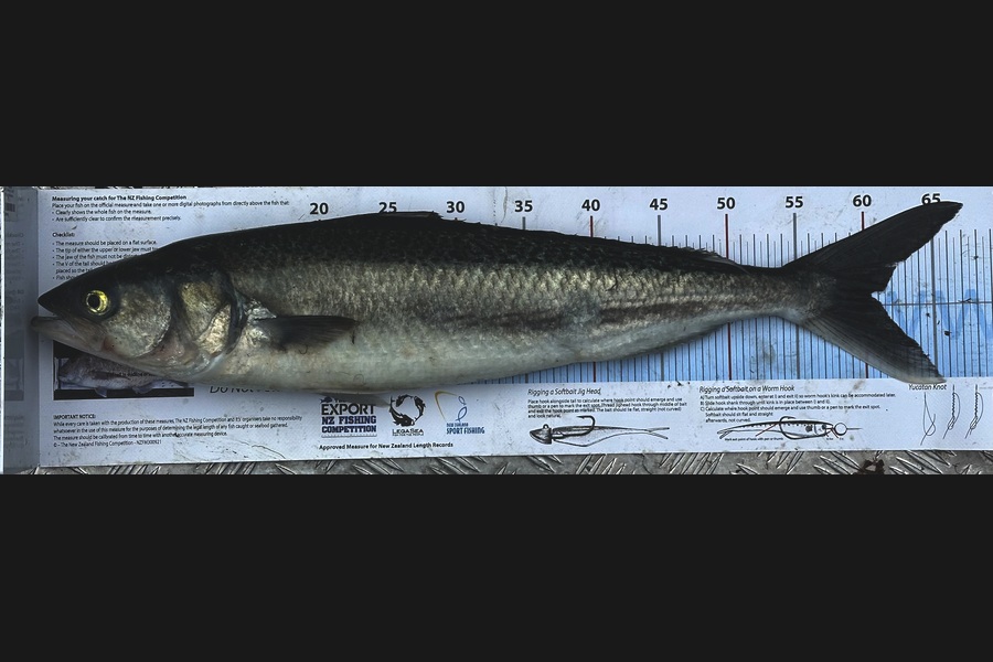 Steve Walls caught this 60.5cm Kahawai at Canterbury during The Export NZ Fishing Competition