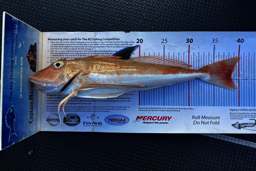 Mason Durry caught this 38.5cm Gurnard at Nelson/Marlborough during The Export NZ Fishing Competition