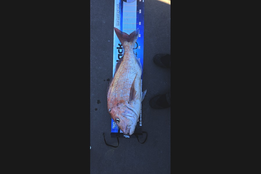 Josh Palmer caught this 80.0cm Snapper at Taranaki during The Export NZ Fishing Competition