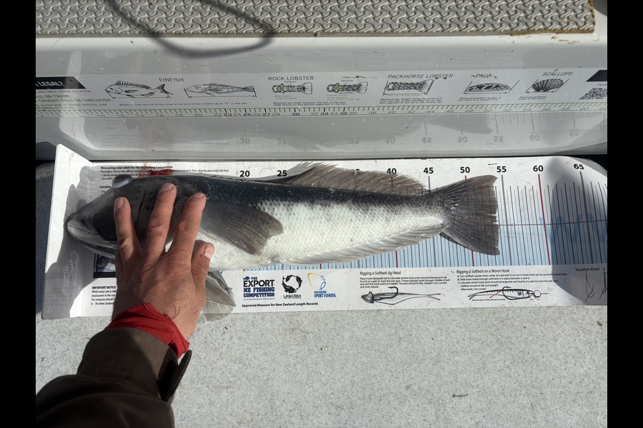 Ryan Hampton caught this 53.5cm Blue Cod at Canterbury during The Export NZ Fishing Competition