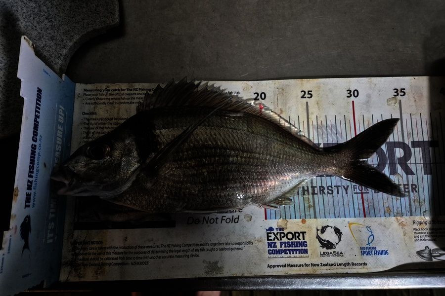 Jordan Boyd caught this 31.0cm Tarakihi at Wellington during The Export NZ Fishing Competition