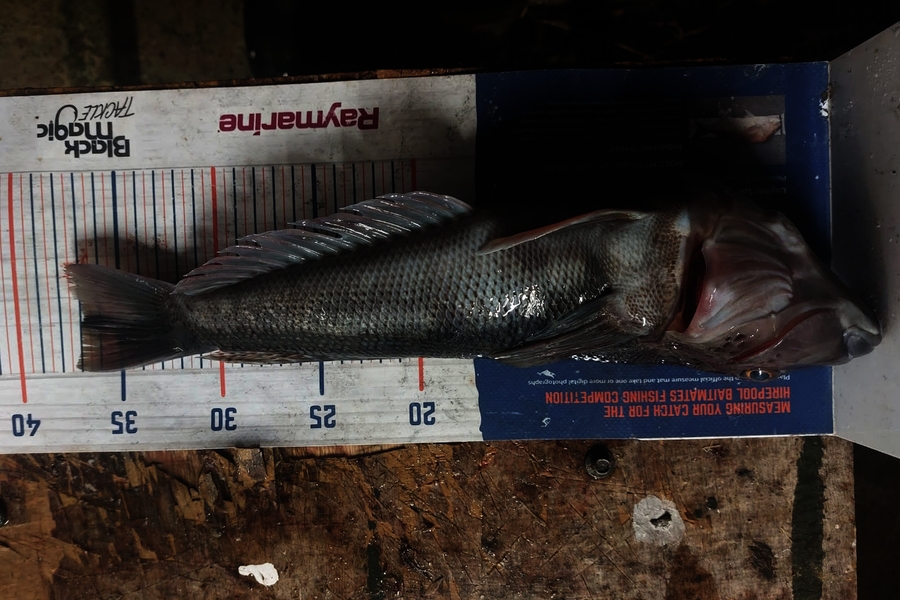 Jared Wilson caught this 37.0cm Blue Cod at Wellington during The Export NZ Fishing Competition