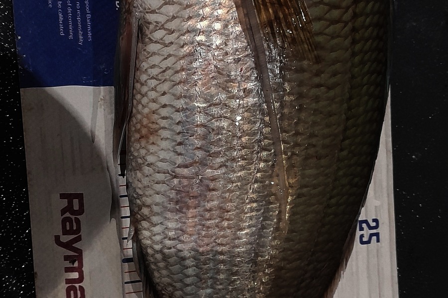 Leigh Page caught this 37.5cm Tarakihi at Wellington during The Export NZ Fishing Competition