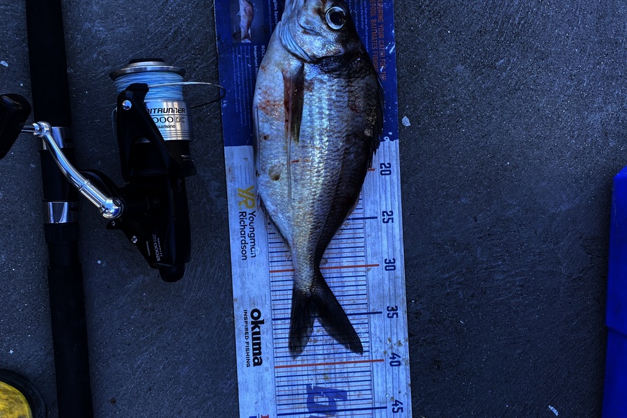 Brody Mitchell caught this 35.0cm Tarakihi at Nelson/Marlborough during The Export NZ Fishing Competition