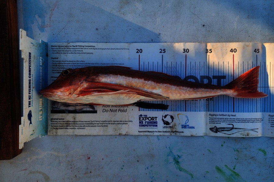 Dan Hunia caught this 45.0cm Gurnard at Taranaki during The Export NZ Fishing Competition