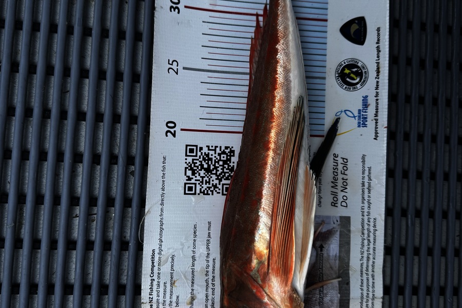 Stephen Attwood caught this 39.0cm Gurnard at Northland during The Export NZ Fishing Competition
