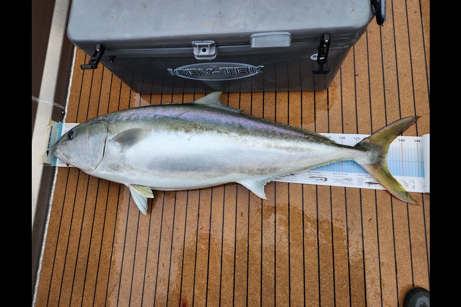 Jesse Crasborn caught this 134.5cm Kingfish at Nelson/Marlborough during The Export NZ Fishing Competition