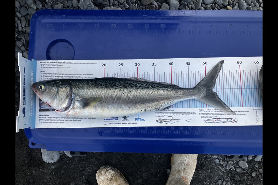 Dean OBrien caught this 51.0cm Kahawai at Wairarapa
 during The Export NZ Fishing Competition