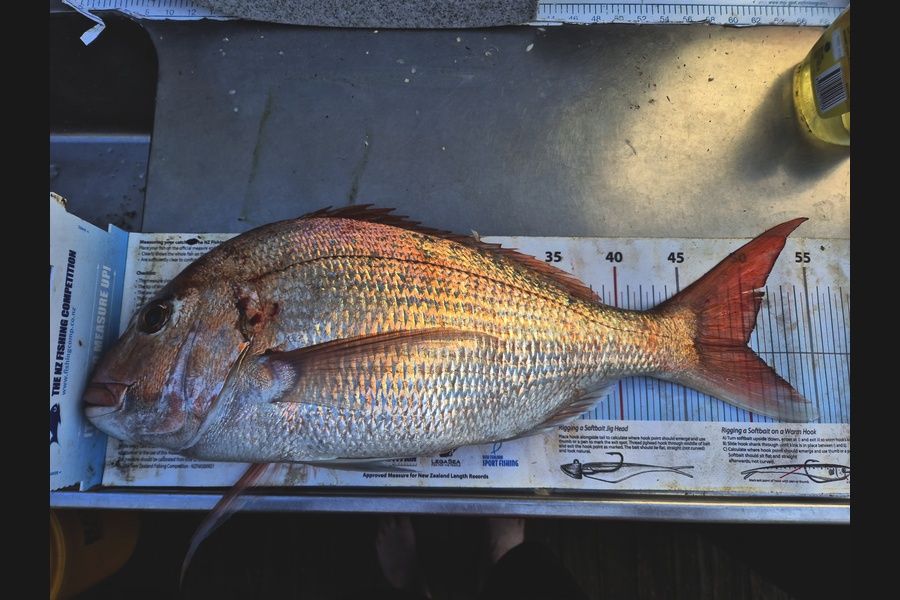 Jordan Boyd caught this 50.0cm Snapper at Wellington during The Export NZ Fishing Competition