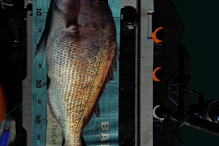 Mark Ray caught this 56.0cm Snapper at Bay of Plenty during The Export NZ Fishing Competition